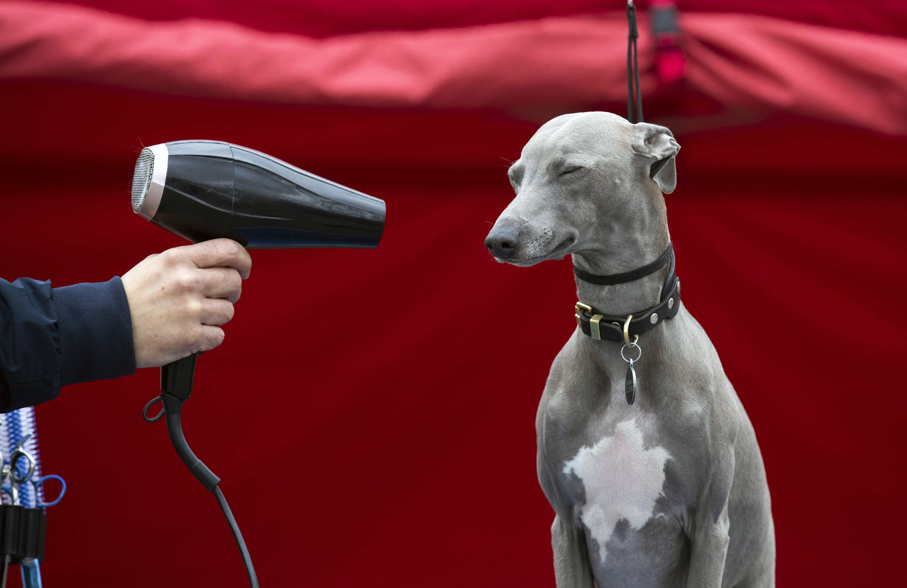 APTOPIX Britain Crufts